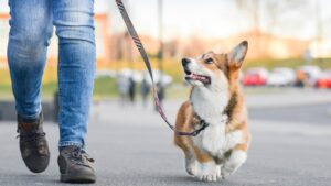 Passear com cachorro todos os dias é essencial. Entenda