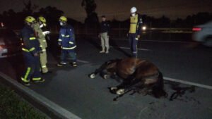 Motociclista fica ferido após bater contra cavalo na BR 277