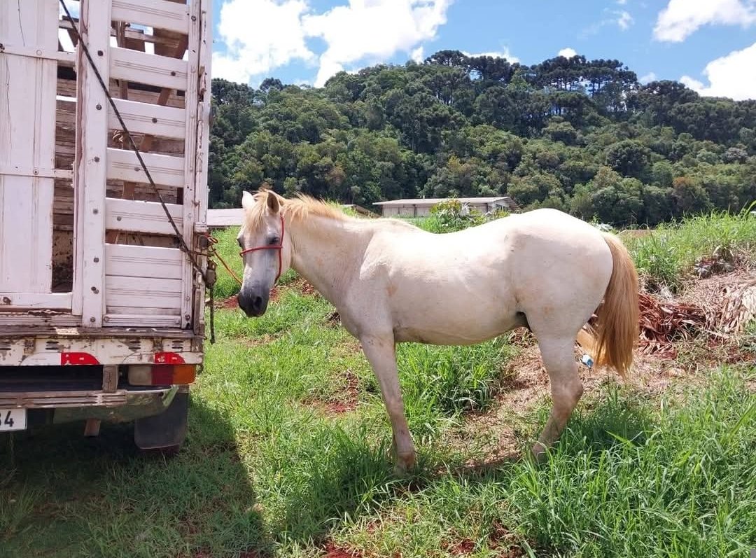 CAVALOS ABANDONADOS NAS RUAS ESTÃO SENDO  RECOLHIDO EM RIO BRANCO DO SUL…