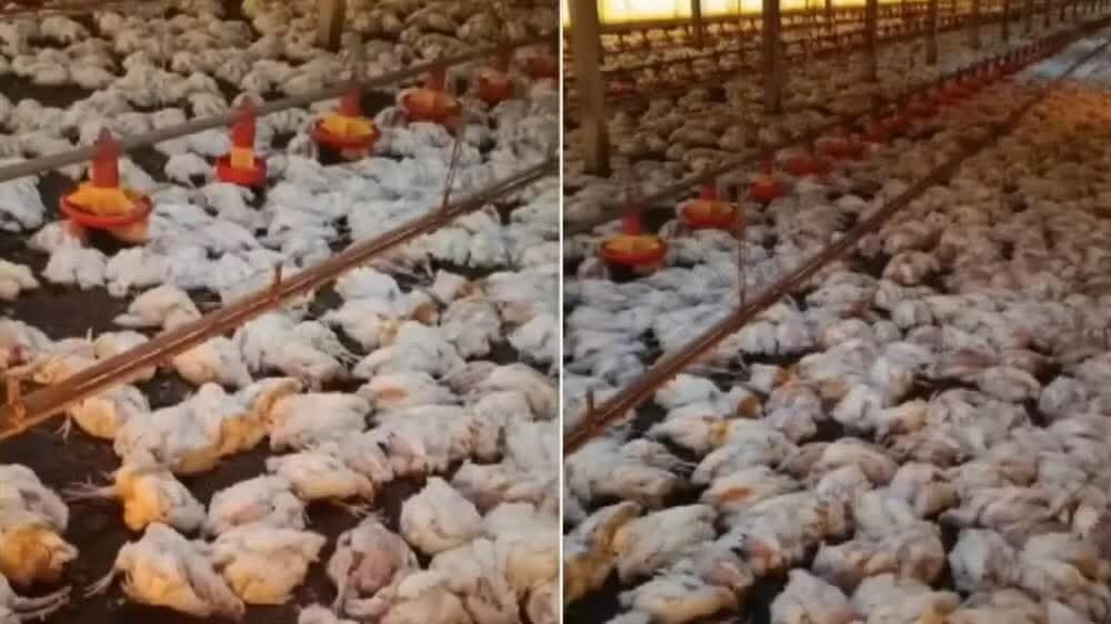 QUEDA DE ENERGIA MATA 20 MIL FRANGOS E CAUSA PREJUÍZO DE R$ 150 MIL PARA PRODUTOR DO PARANÁ.