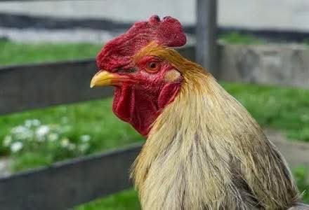 VIZINHO USA ARMA PARA AMEAÇAR MULHER POR CAUSA DE GALO.