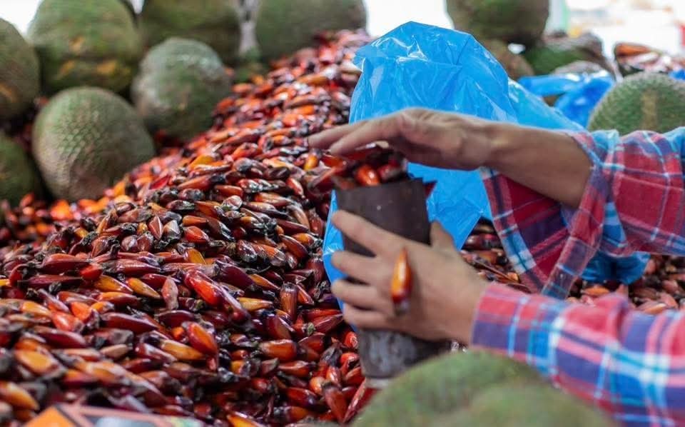 TEMPORADA DO PINHÃO COMEÇA EM TODO O PARANÁ.
