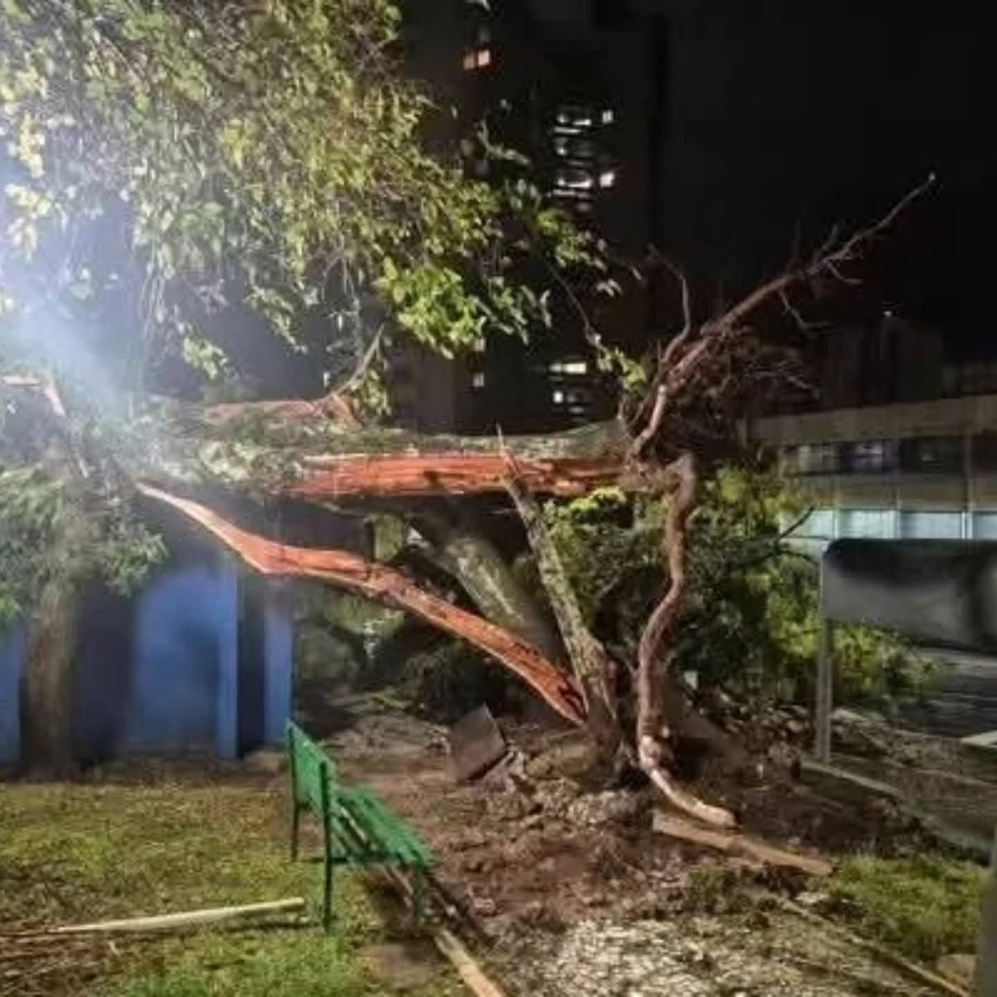 GRANIZO, VENTANIA E QUEDA DE ÁRVORES: