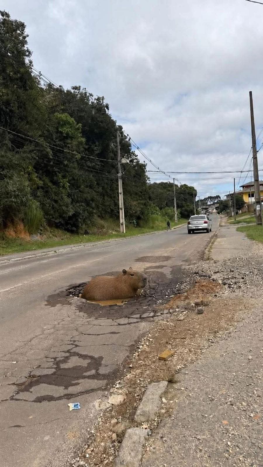 BURACOS REVOLTAM MORADORES EM ITAPERUÇU; IMAGEM COM “CAPIVARA” EM CRATERA VIRA SÍMBOLO DA INDIGNAÇÃO