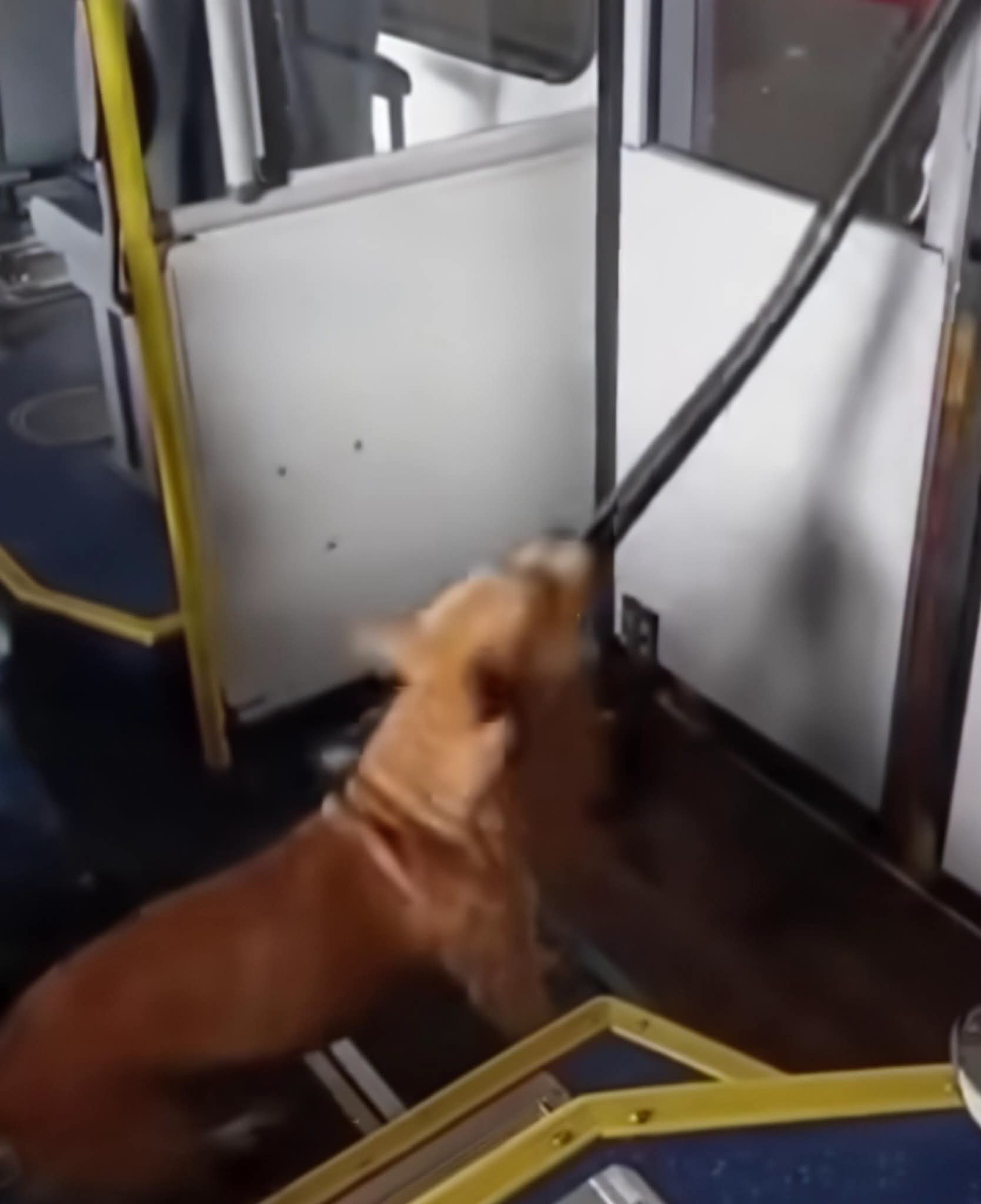 ÔNIBUS DA LINHA CIRCULAR SUL É DEPREDADO E RETIRADO DE CIRCULAÇÃO APÓS ATAQUE.
