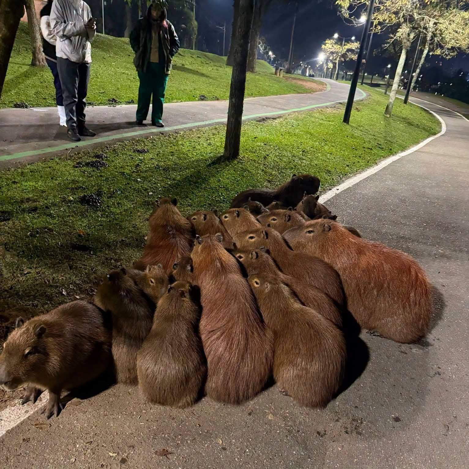 CAPIVARAS AQUECEM O INVERNO NO PARQUE BARIGUI EM CURITIBA.
