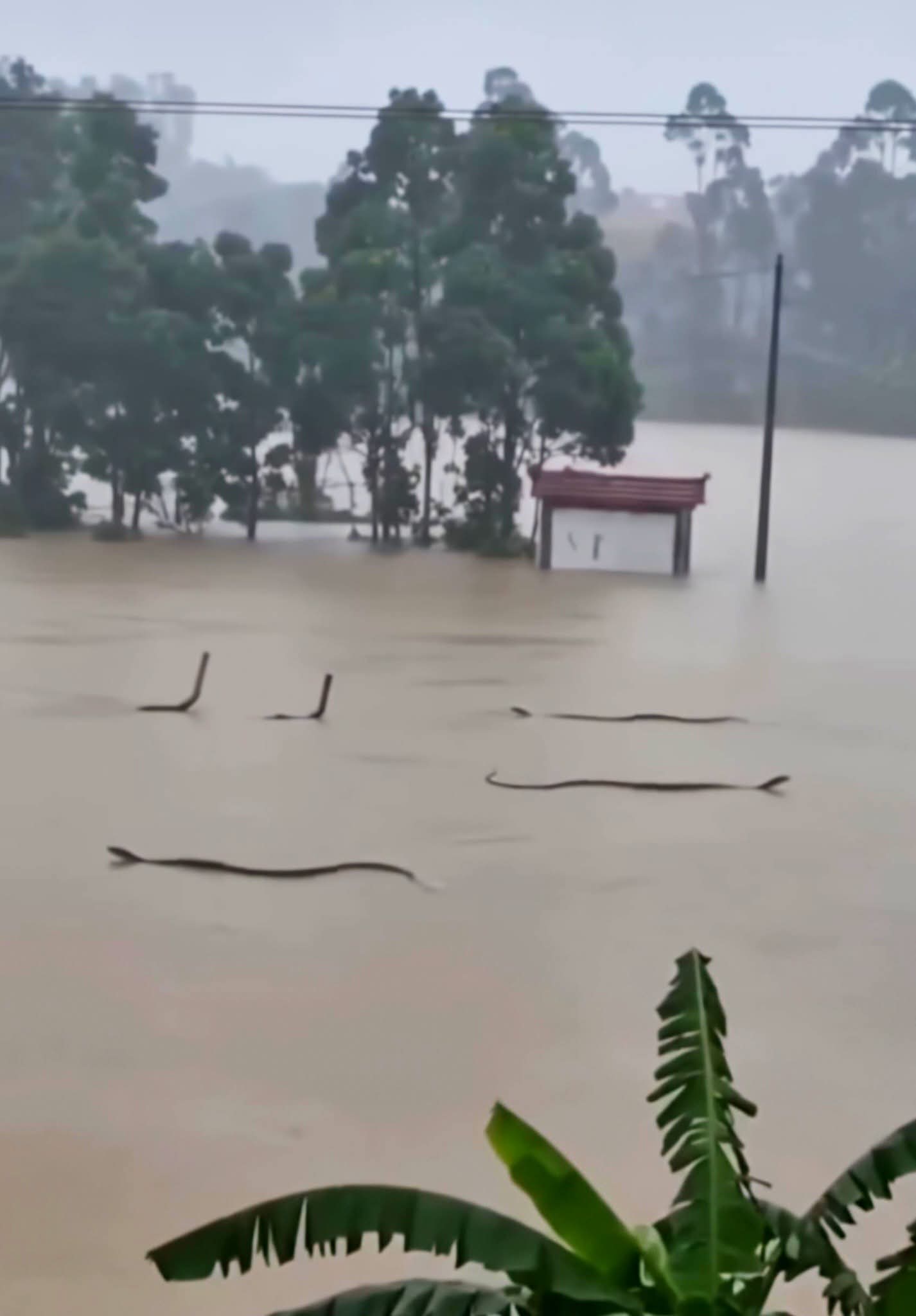 TEMPORAL DESTRÓI CRIADOURO E ESPALHA MAIS DE 900 SERPENTES EM VILAREJO NA CHINA.