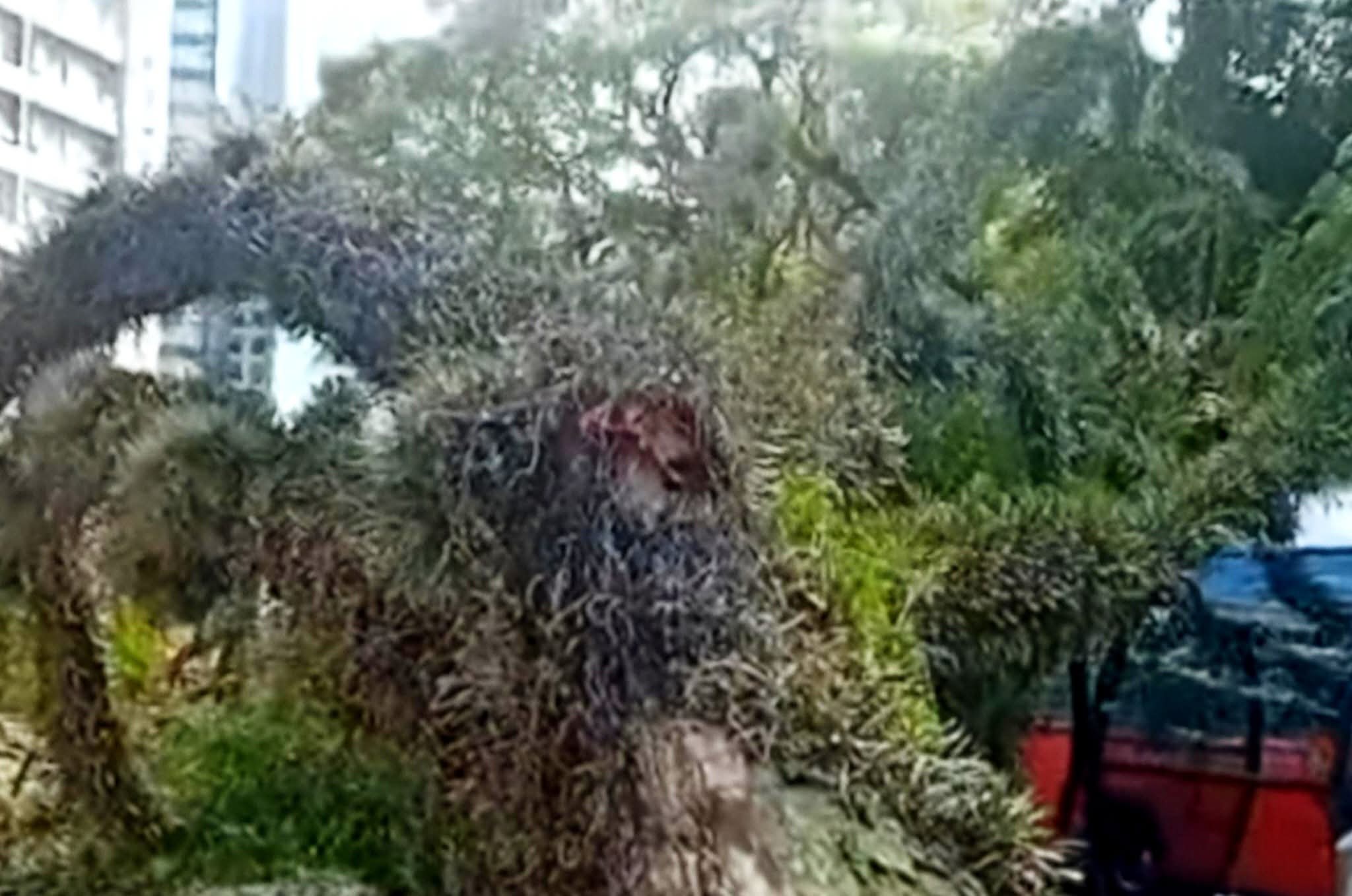 QUEDA DE ÁRVORE ATINGE ESTAÇÃO-TUBO NA PRAÇA RUI BARBOSA EM CURITIBA.
