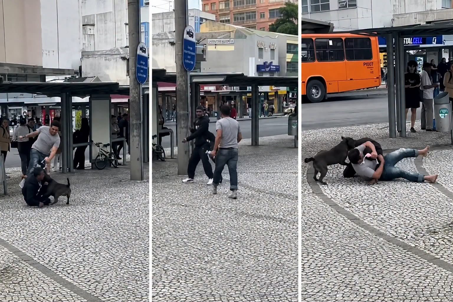 CACHORRO TENTA DEFENDER TUTOR DURANTE BRIGA EM CURITIBA.