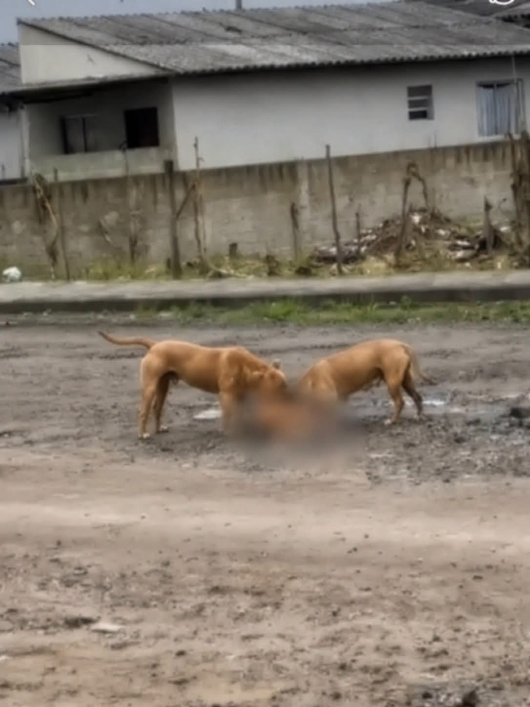 ATAQUE DE PIT BULLS DEIXA CACHORRA MORTA E ASSUSTA MORADORES EM PIRAQUARA.
