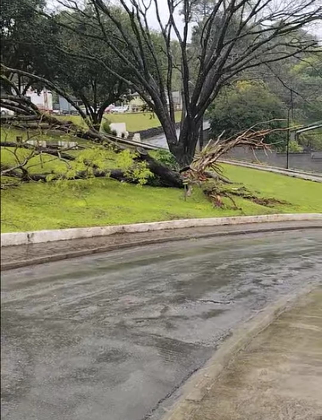 ÁRVORE CAÍDA EM RIO BRANCO DO SUL