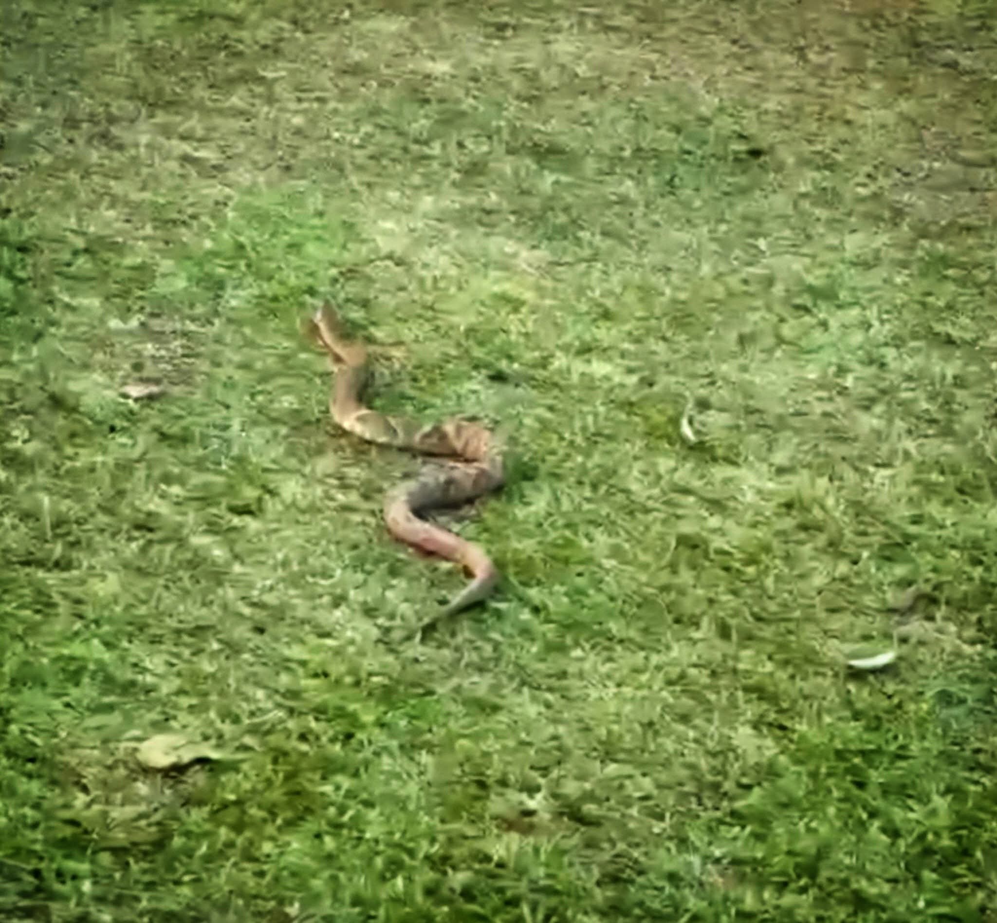 JARARACA É FLAGRADA RASTEJANDO PELO GRAMADO DO PARQUE TANGUÁ EM CURITIBA.