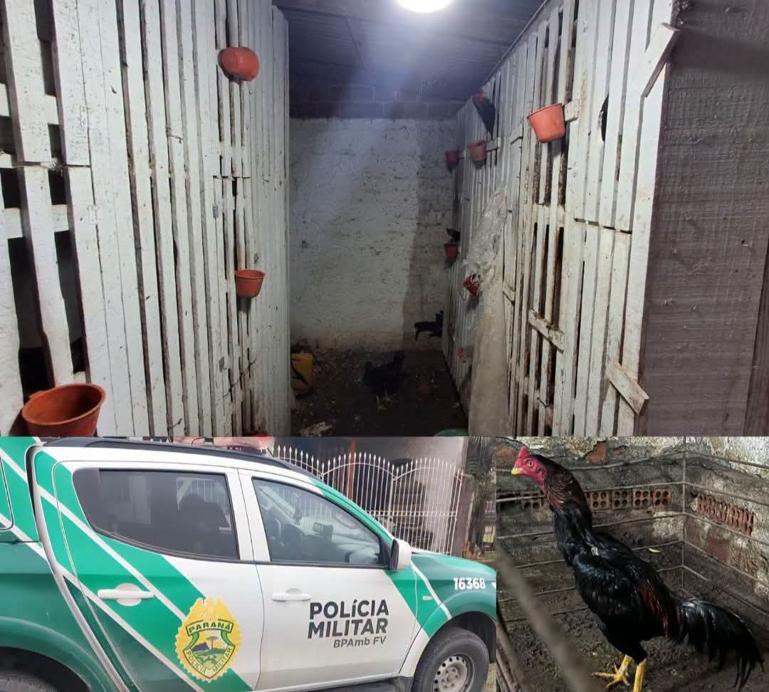 OPERAÇÃO CONJUNTA RESGATA 16 GALOS E DESARTICULA ESQUEMA DE RINHA EM CURITIBA.