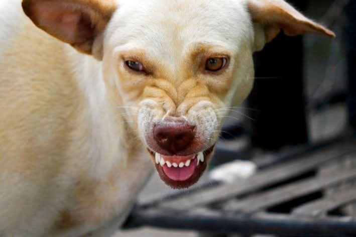 ATAQUE DE CÃES EM RIO BRANCO DO SUL DEIXA SEGUNDA VÍTIMA FERIDA EM POUCOS DIAS.