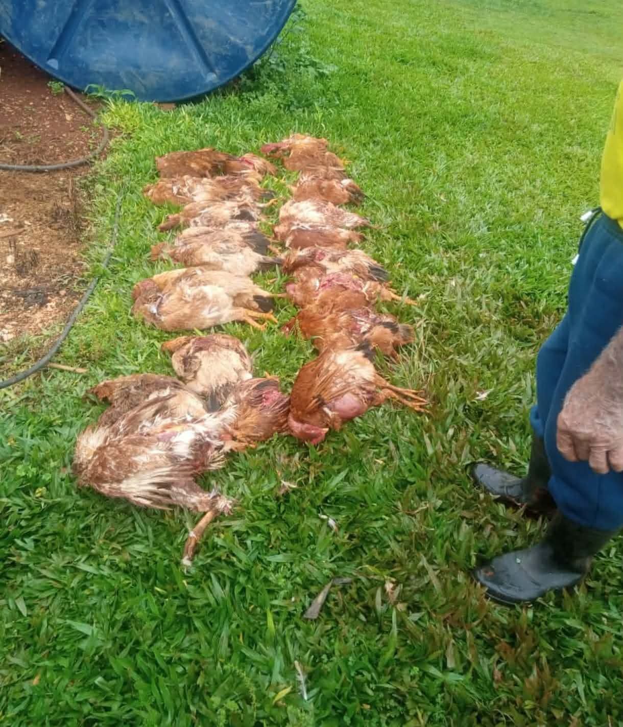 ATAQUE DE TRÊS PITBULLS MATA 30 GALINHAS EM CHÁCARA DE ALMIRANTE TAMANDARÉ
