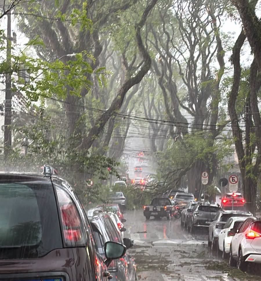 QUEDA DE ÁRVORE ATINGE PRÉDIO COMERCIAL E MOBILIZA CORPO DE BOMBEIROS NO ALTO DA XV EM CURITIBA.