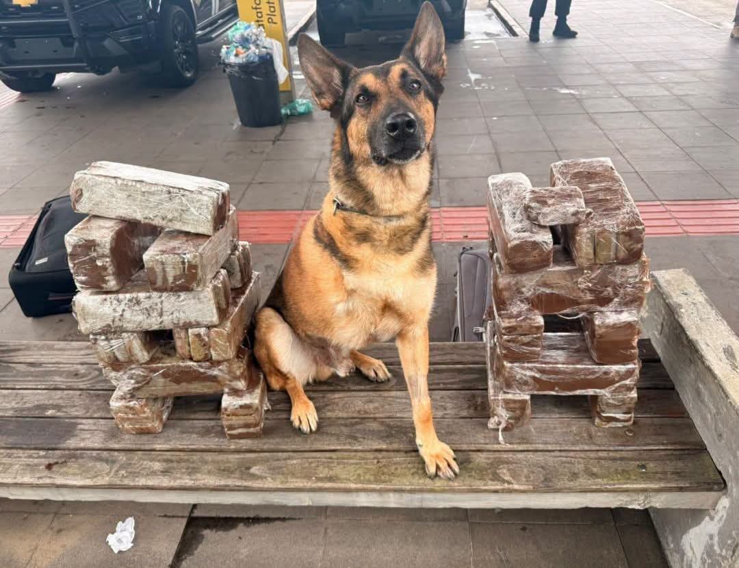 POLICIAL CANINO SUPERA CÂNCER E LOCALIZA MAIS DE 40 KG DE DROGAS NA RODOVIÁRIA DE CURITIBA.